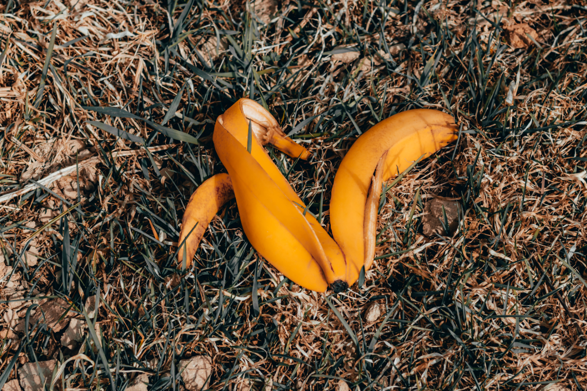 How Can You Compost Banana Peels Methods Tips Uses