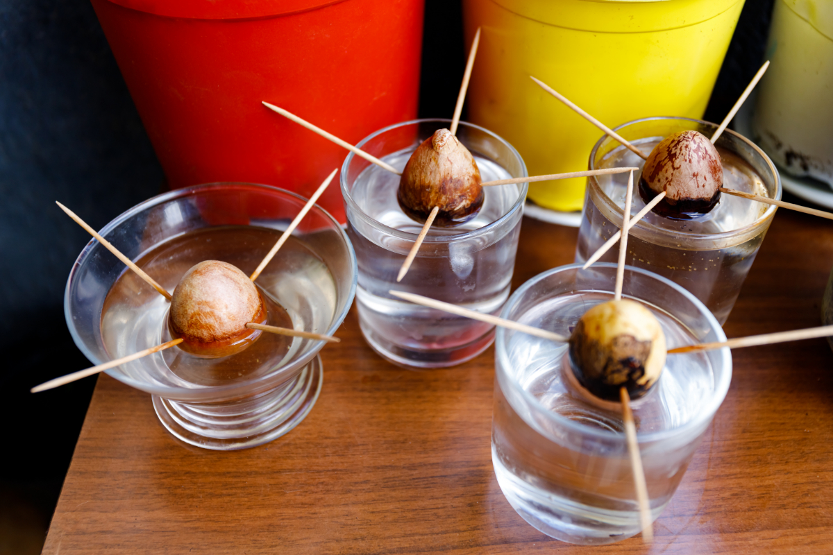 How Can You Compost Avocado Pits? (Method & Other Uses)