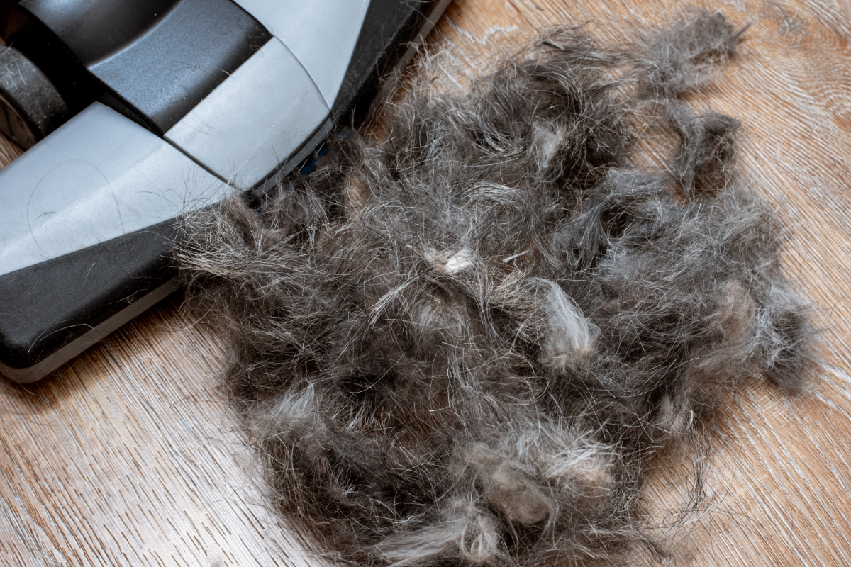 How Can You Compost Dog Hair? (Method & Other Uses)