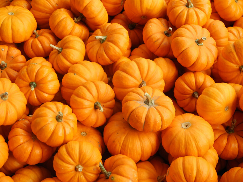 Composting Pumpkins (4 Effective Methods & Tips)