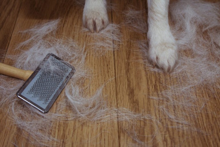 Dog Hair on Floor