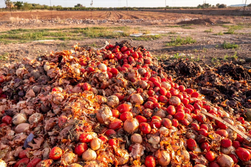 Huge Pile of Tomatoes in Landfills