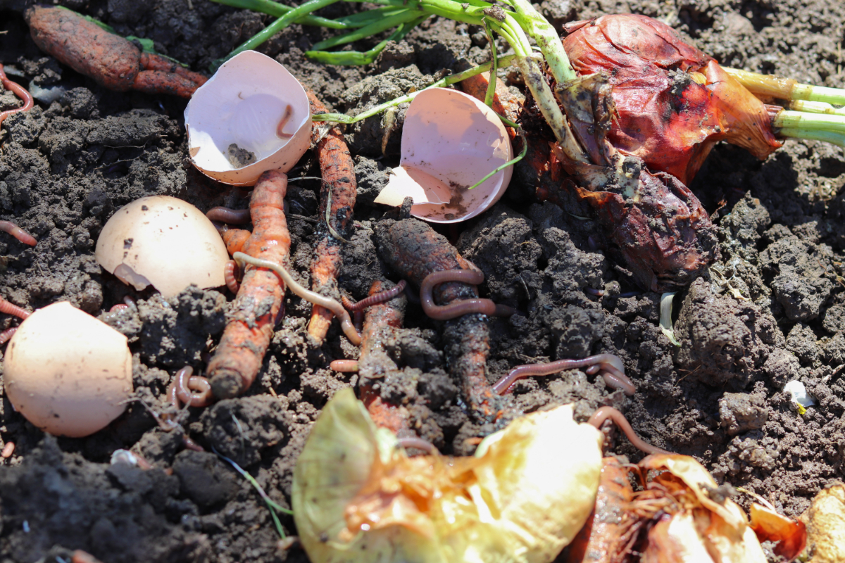 Compost Egg How to Compost Eggshells? (And Why Should You Do it?)