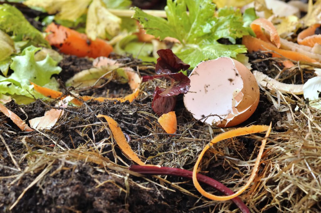 Shrimp Shells and Eggshells in a Compost Bin
