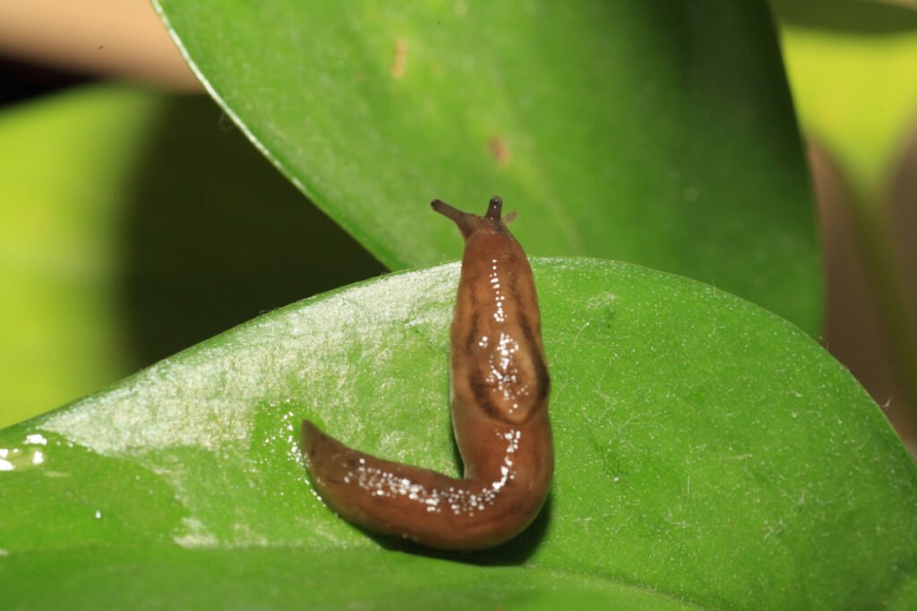 Slug on Plant Leaves