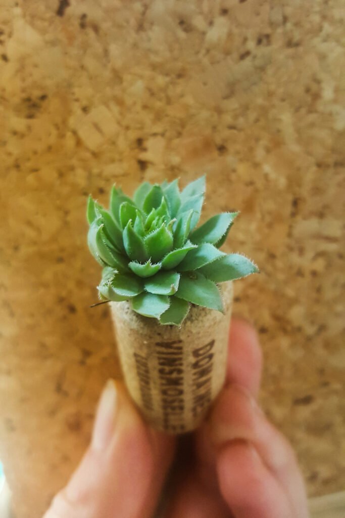 Tiny Succulent Grown in Wine Cork