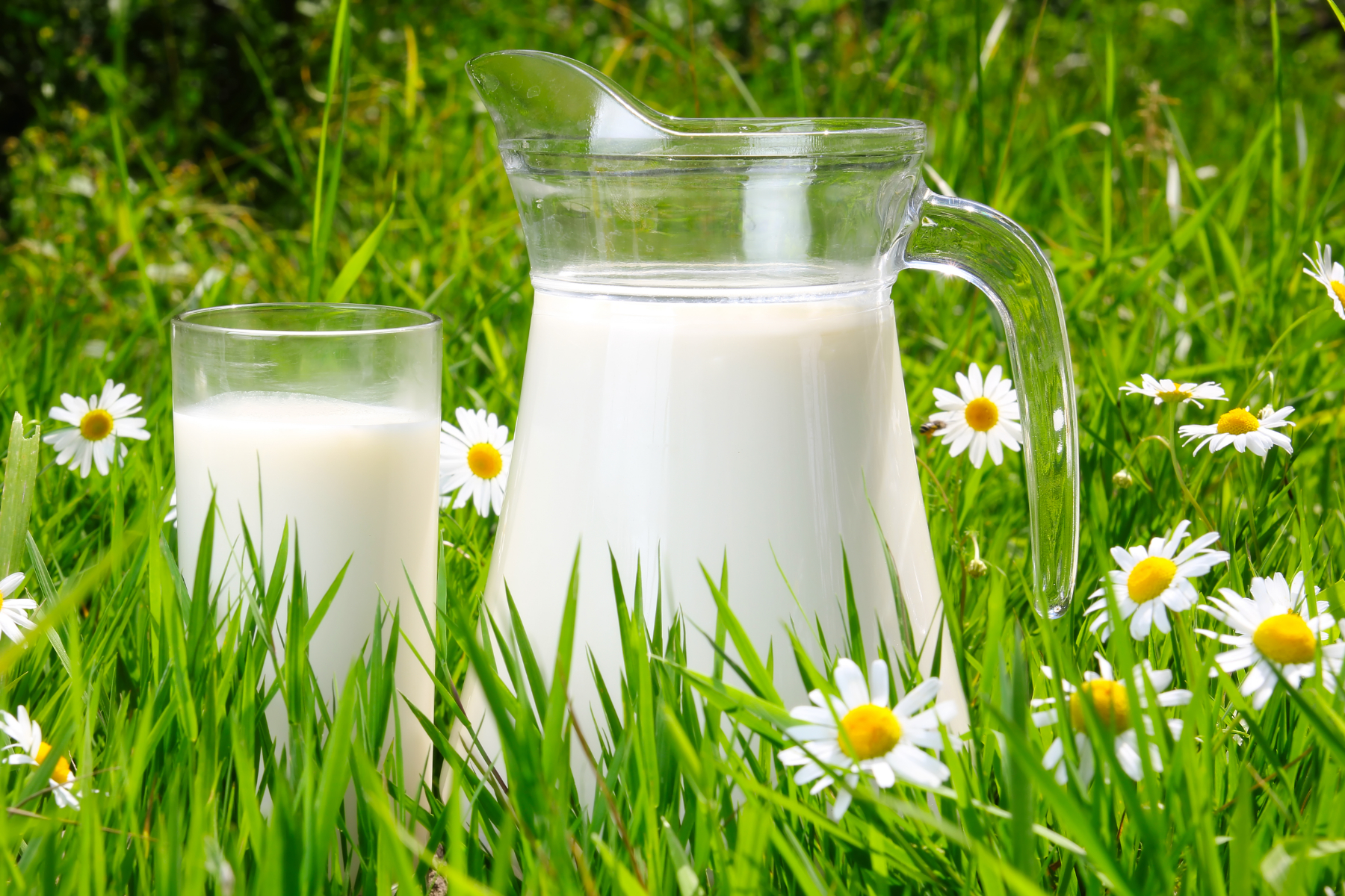 Is Milk Good for Plants? (Uses, Benefits, & Tips)